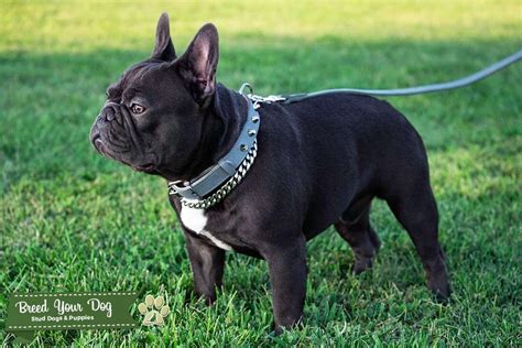 09/21/20 and ready for new home on 11/16/20. Stud Dog - French Bulldog Stud Service - Breed Your Dog