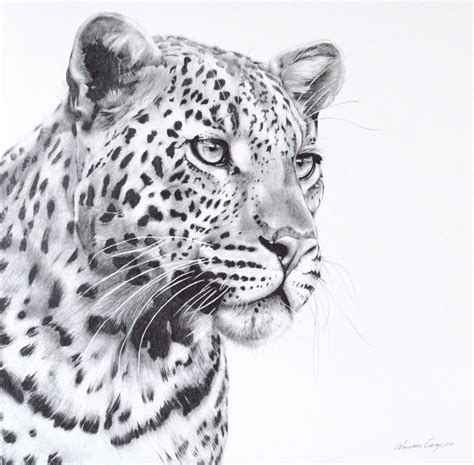Leopard Portrait Done In Pencil Leopard Drawing Leopard Art Big Cats Art