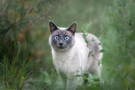Blue Point Siamese Cat Info Traits Facts Pictures Excited Cats Vlr