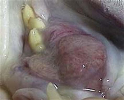 How long do cats live? Cancer - Skin Cancer - Squamous Cell Carcinoma