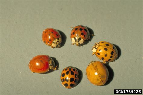 Lady Beetle Ladybug Control On Your House Walter Reeves The