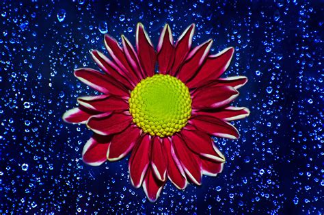 Flower And Raindrops Free Stock Photo Public Domain Pictures