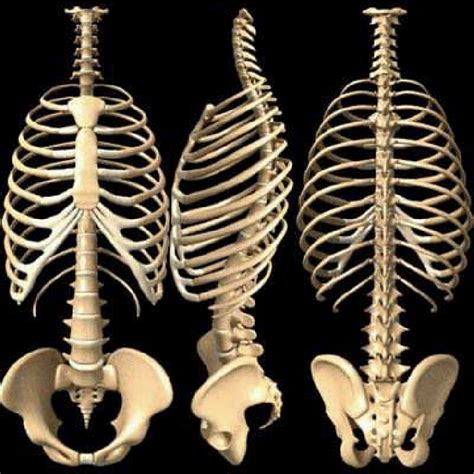 Rib Cage Ribs Spine And Hip Bone Skeleton Anatomy Human Skeletal System