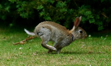 Running Rabbit A Gallery On Flickr