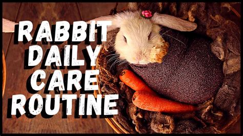 Rabbit Daily Care Routine Youtube