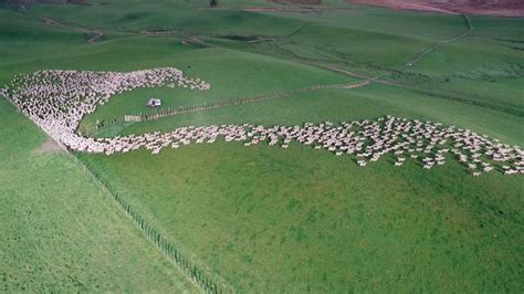 Video Birds Eye View Of Sheep Herding Is Mesmerizing Viral Viral