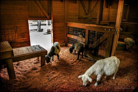 Barns With Animals