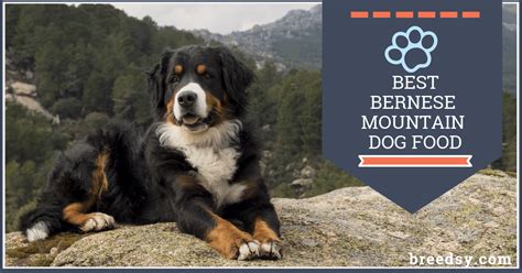 39 Bernese Mountain Dog Feeding Chart Photo Bleumoonproductions