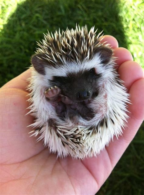 89 Best Images About Cute Baby Hedgehogs On Pinterest