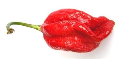 What Are The Spiciest Peppers In The World Small Axe Peppers
