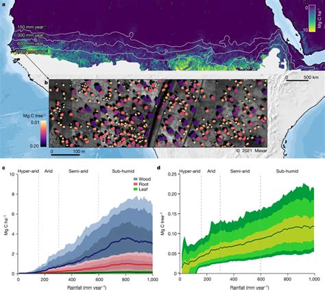 Sub Continental Scale Carbon Stocks Of Individual Trees In African