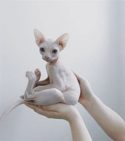 Wenn man sie streichelt, meint man, die katze habe eine höhere temperatur als andere katzen, was indes nicht stimmt und nur an. Top 10 der schönsten Sphynx-Katzen! - #Feine #Chats # ...