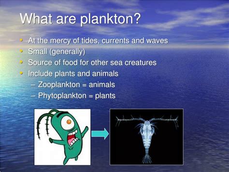 Ppt What Are Plankton Powerpoint Presentation Free Download Id