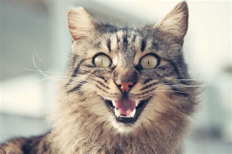 Animal Cat Cat Face Close Up Ears Eyes Feline Fur Furry Head