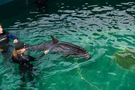 Rescued False Killer Whale Calf Healthier Now Swimming In Larger Pool