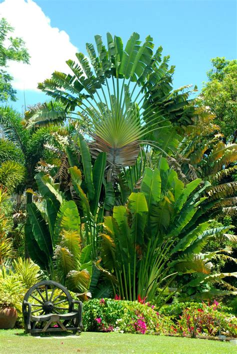 We did not find results for: 530 best images about Caribbean Tropical Flowers, Plants ...