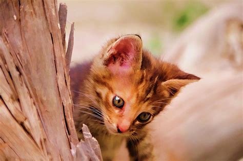 little cat photograph by manolis tsantakis fine art america