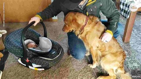 Golden Retriever Has Priceless Reaction To First Meeting With New Baby