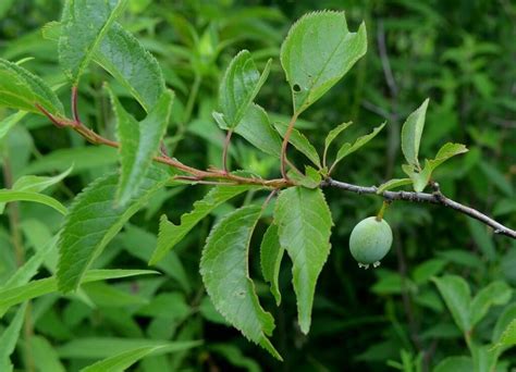 Discovering Prunus Americana The American Plum Habitat Uses And