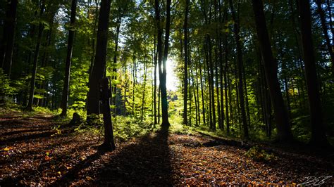Download 770 Wallpaper Hd Hutan HD Gratis - Pusat Informasi