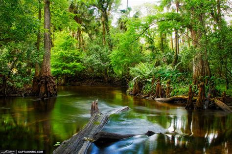A perennial stream or perennial river is a stream or river (channel) that has continuous flow in parts of its stream bed all year round during years of normal rainfall. 16 of Florida's Most Relaxing Rivers