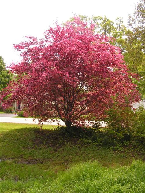 A place for the best guides, pictures, and discussions of all things related to plants and their care. Tri-Color Beech | Plants, Landscape trees, Flowering trees