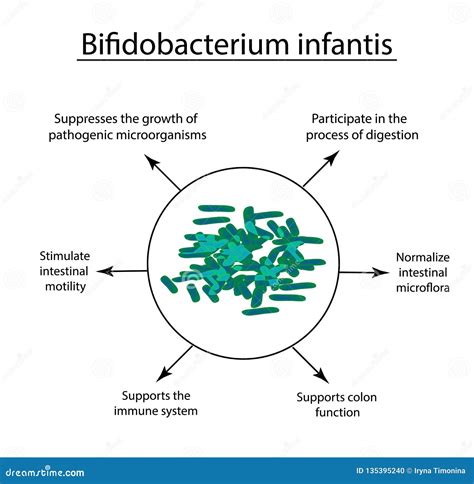 Propriétés Utiles De Bifidobacteria Bifidobacterium Infantis Probiotic