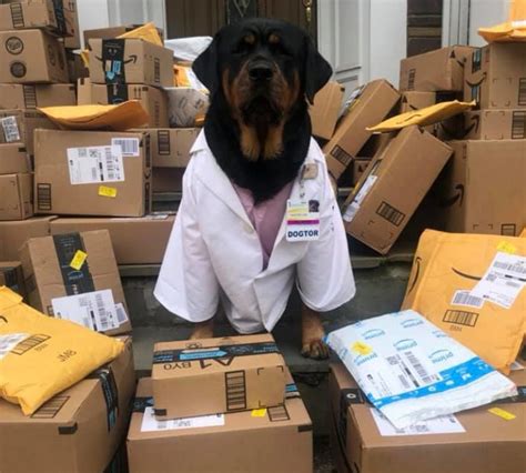 What is a therapy dog?history of therapy dogs explained.what are the benefits of having a therapy dog?how to select the ideal therapy dog?what dog breads these dogs are called therapy dogs, and what they provide goes beyond the usual affection. Dogtor Loki Is A Therapy Dog Delivering 'Healthcare Hero ...