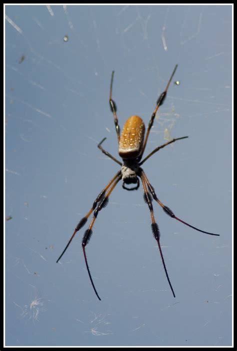 Female black widow spiders can attack humans when they are provoked. Banana Spider at Three Rivers Wildlife Management Area ...