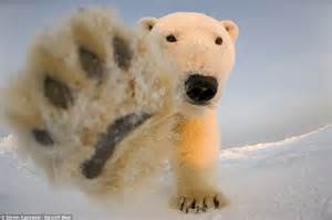 Paw Some Incredible Images Of The Arctics Most Majestic Predator