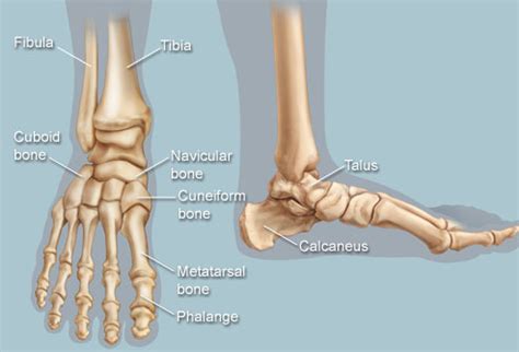 The bones of the upper limb. Intermediate Cuneiform | These Bones Of Mine