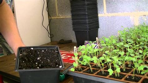 Transplanting Fall Seedlings Youtube