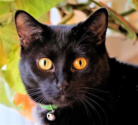 Black Cat Has Stunning Yellow Eyes Cat Blackcat Kitty Kitten Care