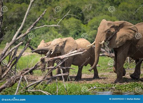 African Bush Elephants In Murchinson Falls National Park Stock Image