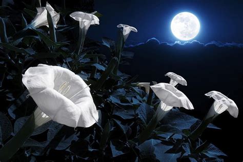 Plant A Magical Moon Garden