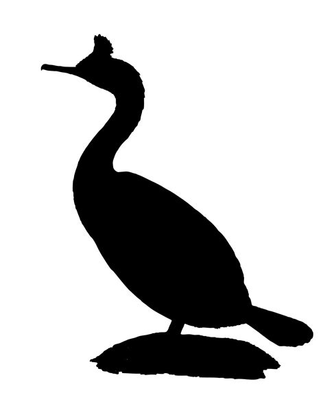 Bird Silhouette Cormorant Free Stock Photo Public Domain Pictures