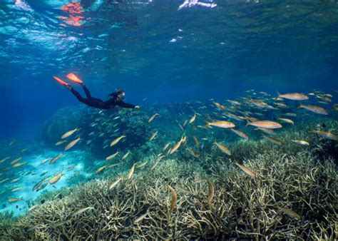Port Douglas Great Barrier Reef Scuba Dive Snorkel Tours Silversonic