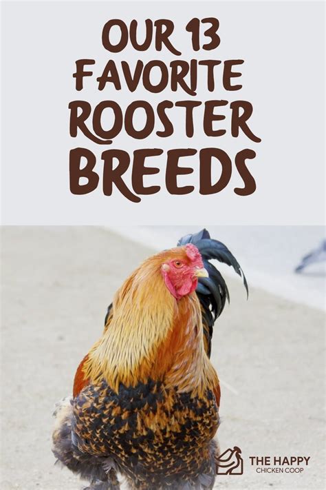 Our 13 Favorite Rooster Breeds Including Pictures 2021