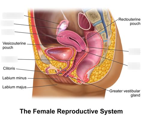 BIO 30 Female Reproductive System Diagram Quizlet