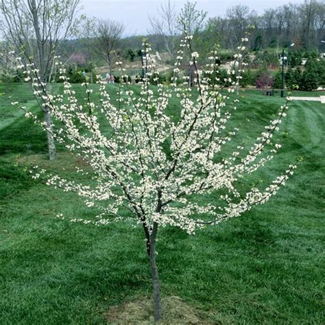 Cercis Canadensis Royal White Eastern Redbud Siteone
