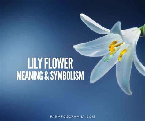 🌺 Lily Flower Meaning Symbolism A Symbol Of Femininity Motherhood