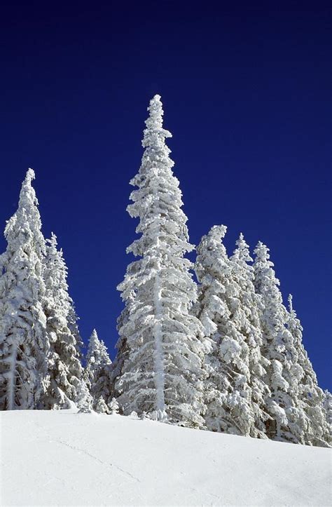 Snow Covered Pine Trees Photograph By Natural Selection Craig Tuttle
