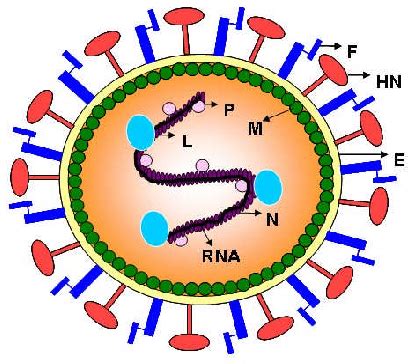 Newcastle disease viruses can survive for several weeks in the environment, especially in cool weather. Figure 1 from Title of Document : THE ROLE OF NEWCASTLE ...