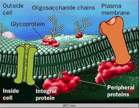 Membrana Plasmatica A Organización Molecular De La Membrana