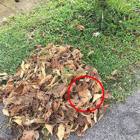 81 Purrfectly Camouflaged Cats That Are Impossible To Find