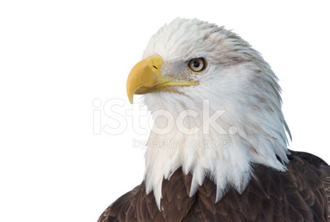American Bald Eagle Isolated On A White Stock Photos