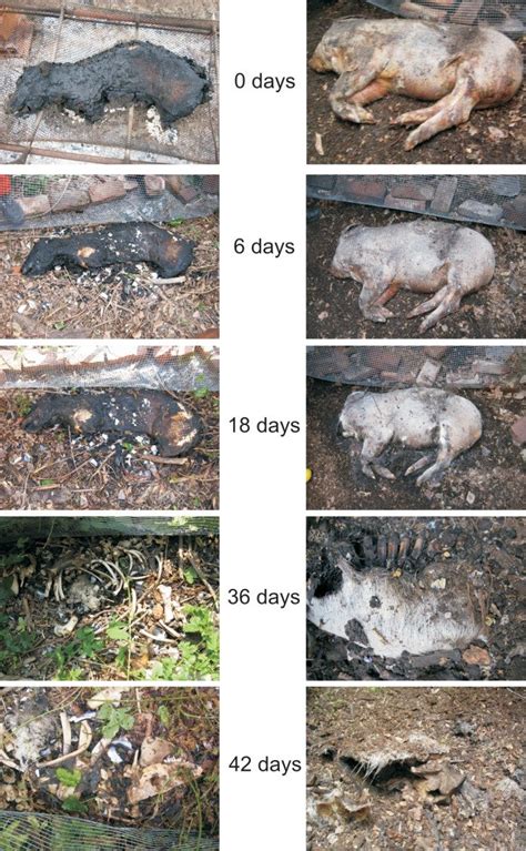 Stages Of Decay Human Body