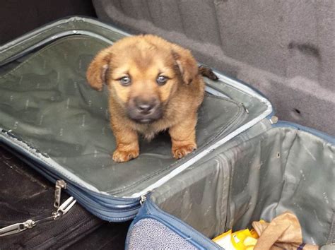 5.375 personen stehen dabei freiwillig im kader der feuerwehren. Tierquälereiverdacht im Bezirk: Fünf Hundewelpen im Koffer ...
