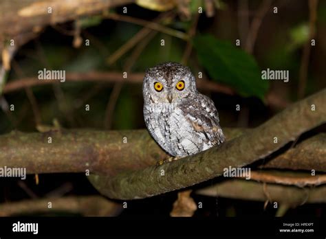 Oriental Scops Owl Otus Sunia Kaeng Krachan Phetchaburi Thailand