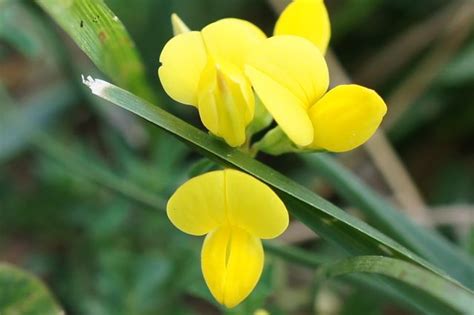 Birdsfoot Trefoil Small Yellow Wildflower Yellow Wildflowers Wild